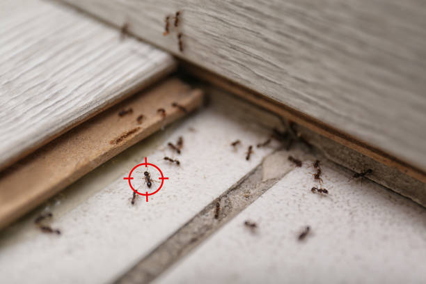 Best Mosquito Control Services  in West Ocean City, MD