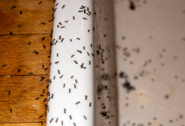 Best Best Pest Control Companies  in West Ocean City, MD